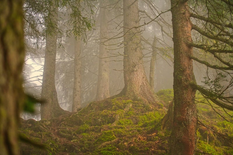 Environmental Sustainability